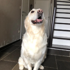 Nala