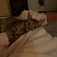 Nala