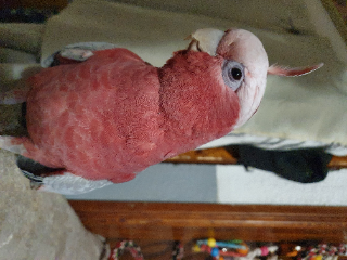 Fufuf