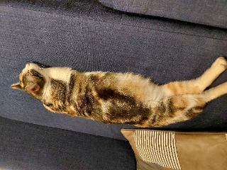 Mystique