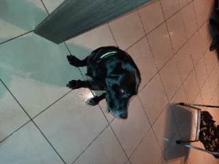 Looki