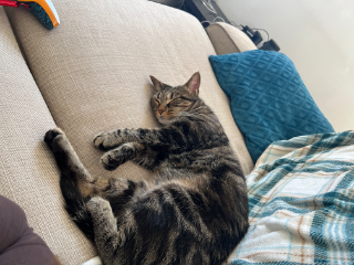 Maya