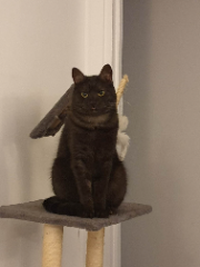Peluche