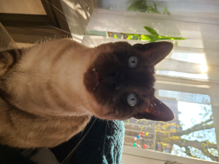 Cleo