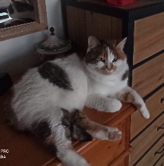 Miette