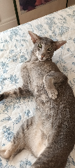 Thomas