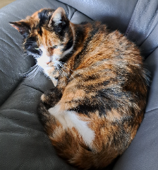 Minette