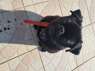 Carlos