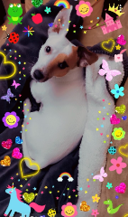 Jengo