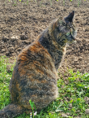 Kitty