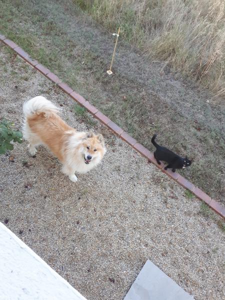 Nappo