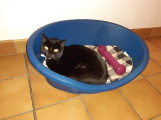 Maya