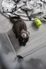 Paco