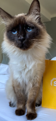 berlioz