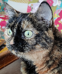Petula