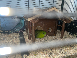 Oiseaux