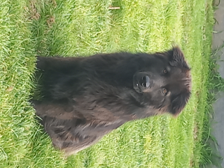 SAM