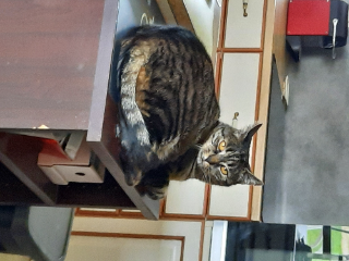 Roxy