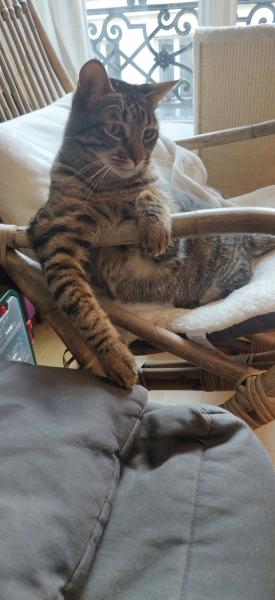 Swiffer