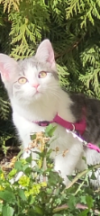 Maya