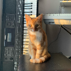 Catniss
