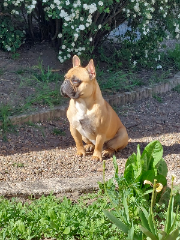 SIMBA
