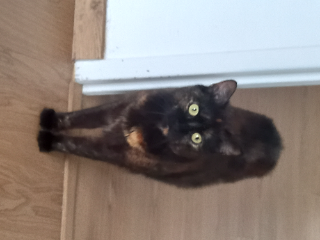 Praline