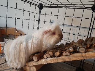 Diego