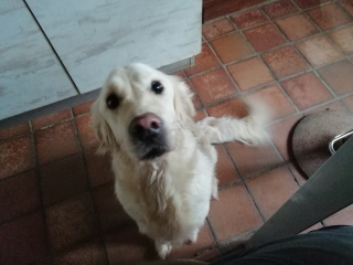 Cannelle