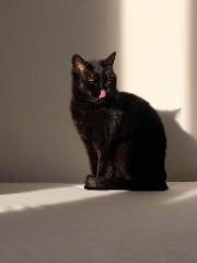 Bébéchat