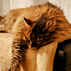 Lilou