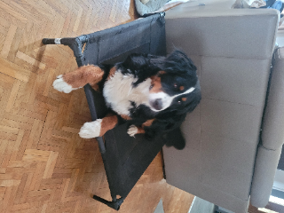 Tasha