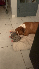 Nala