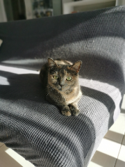 Michiko
