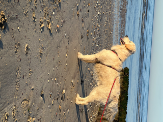 Sunny