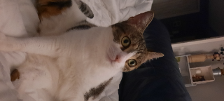 Chouquette