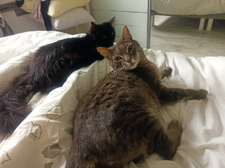 Iago