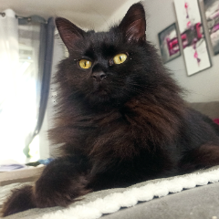 Féline