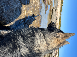 Rosko