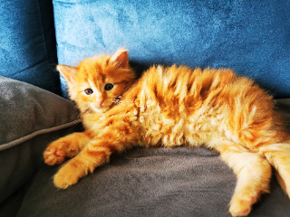 Mew