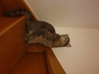 Alby