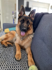 Rexa