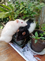 Max et yoko