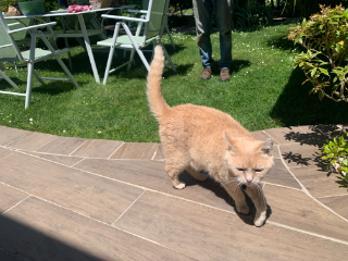 Tigrou