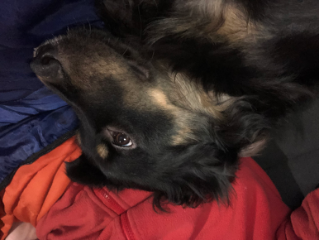 Rex