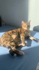 Hera