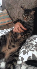 Maurice