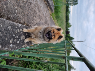 Tyson