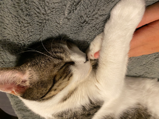 Kiko