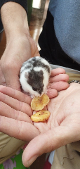 Hamtaro